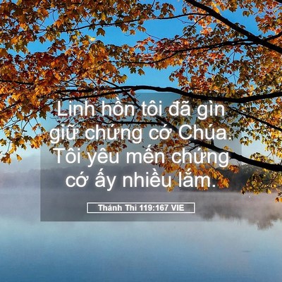 Picture 05 - Thánh Thi 119:167 VIE - Linh hồn tôi đã gìn giữ chứng cớ - Bible Verse Picture