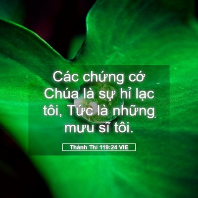Picture 05 - Thánh Thi 119:24 VIE - Các chứng cớ Chúa là sự hỉ lạc tôi, - Bible Verse Picture
