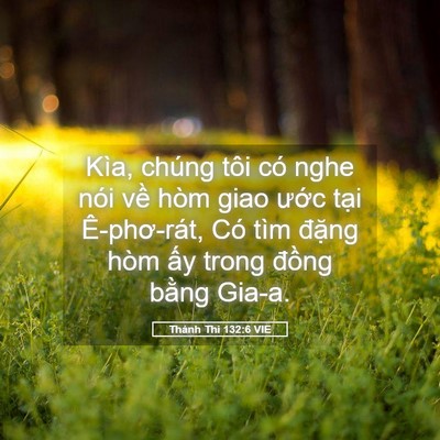 Picture 05 - Thánh Thi 132:6 VIE - Kìa, chúng tôi có nghe nói về hòm giao - Bible Verse Picture