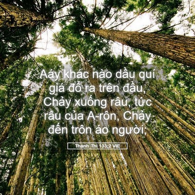 Picture 05 - Thánh Thi 133:2 VIE - Aáy khác nào dầu quí giá đổ ra trên - Bible Verse Picture