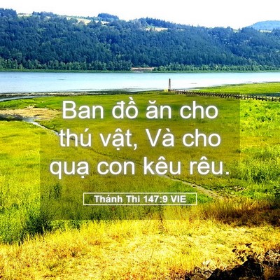 Picture 05 - Thánh Thi 147:9 VIE - Ban đồ ăn cho thú vật, Và cho quạ con - Bible Verse Picture