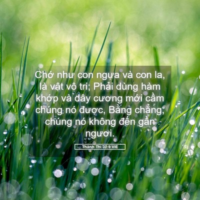 Picture 05 - Thánh Thi 32:9 VIE - Chớ như con ngựa và con la, là vật vô - Bible Verse Picture