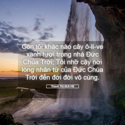 Picture 05 - Thánh Thi 52:8 VIE - Còn tôi khác nào cây ô-li-ve xanh tươi - Bible Verse Picture