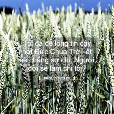 Picture 05 - Thánh Thi 56:11 VIE - Tôi đã để lòng tin cậy nơi Đức Chúa - Bible Verse Picture