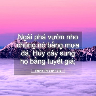 Picture 05 - Thánh Thi 78:47 VIE - Ngài phá vườn nho chúng nó bằng mưa - Bible Verse Picture