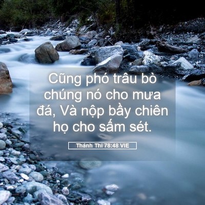 Picture 05 - Thánh Thi 78:48 VIE - Cũng phó trâu bò chúng nó cho mưa đá, - Bible Verse Picture