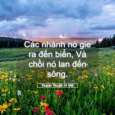 Picture 05 - Thánh Thi 80:11 VIE - Các nhành nó gie ra đến biển, Và chồi - Bible Verse Picture