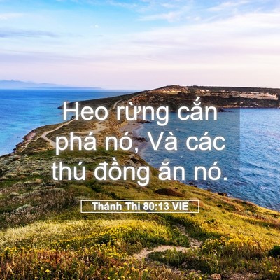 Picture 05 - Thánh Thi 80:13 VIE - Heo rừng cắn phá nó, Và các thú đồng - Bible Verse Picture