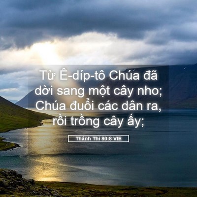 Picture 05 - Thánh Thi 80:8 VIE - Từ Ê-díp-tô Chúa đã dời sang một cây - Bible Verse Picture
