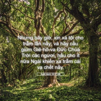 Picture 05 - Xuất Hành 10:17 VIE - Nhưng bây giờ, xin xá tội cho trẫm lần - Bible Verse Picture