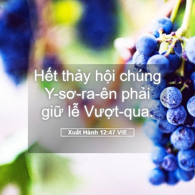 Picture 05 - Xuất Hành 12:47 VIE - Hết thảy hội chúng Y-sơ-ra-ên phải - Bible Verse Picture