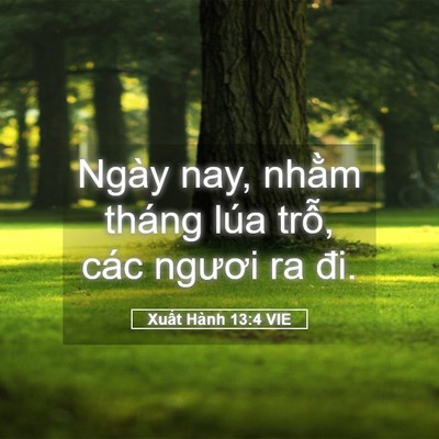 Picture 05 - Xuất Hành 13:4 VIE - Ngày nay, nhằm tháng lúa trỗ, các ngươi - Bible Verse Picture