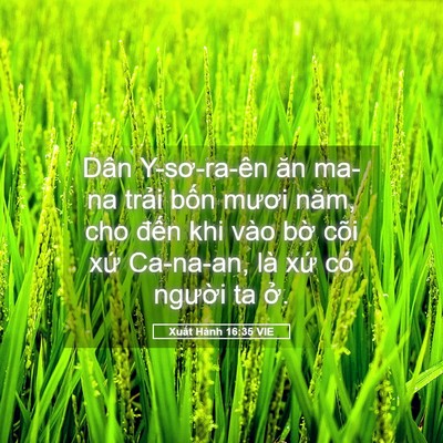 Picture 05 - Xuất Hành 16:35 VIE - Dân Y-sơ-ra-ên ăn ma-na trải bốn mươi - Bible Verse Picture