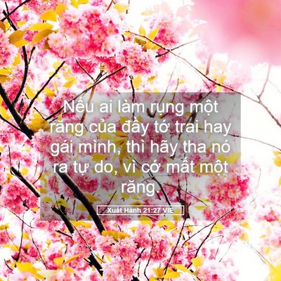 Picture 05 - Xuất Hành 21:27 VIE - Nếu ai làm rụng một răng của đầy - Bible Verse Picture