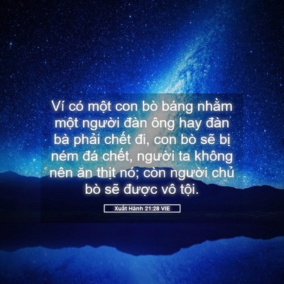Picture 05 - Xuất Hành 21:28 VIE - Ví có một con bò báng nhằm một người - Bible Verse Picture