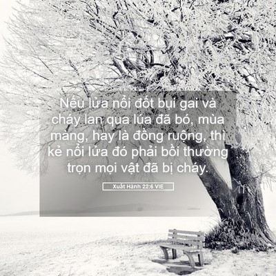 Picture 05 - Xuất Hành 22:6 VIE - Nếu lửa nổi đốt bụi gai và cháy lan - Bible Verse Picture