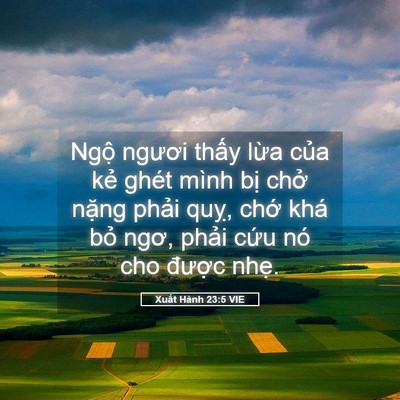 Picture 05 - Xuất Hành 23:5 VIE - Ngộ ngươi thấy lừa của kẻ ghét mình - Bible Verse Picture