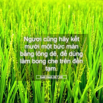 Picture 05 - Xuất Hành 26:7 VIE - Ngươi cũng hãy kết mười một bức màn - Bible Verse Picture