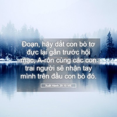 Picture 05 - Xuất Hành 29:10 VIE - Đoạn, hãy dắt con bò tơ đực lại - Bible Verse Picture