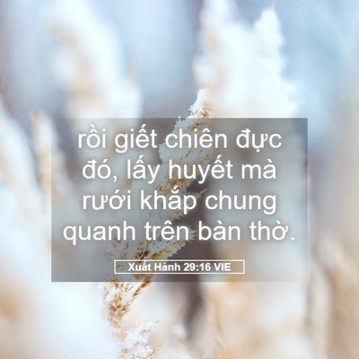 Picture 05 - Xuất Hành 29:16 VIE - rồi giết chiên đực đó, lấy huyết - Bible Verse Picture