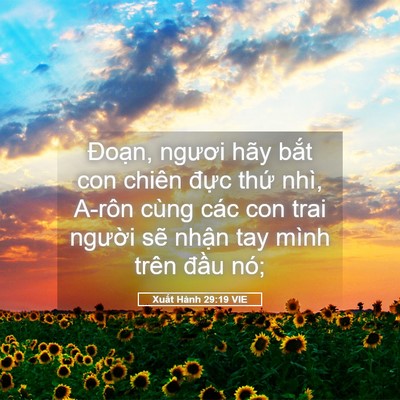 Picture 05 - Xuất Hành 29:19 VIE - Đoạn, ngươi hãy bắt con chiên đực - Bible Verse Picture