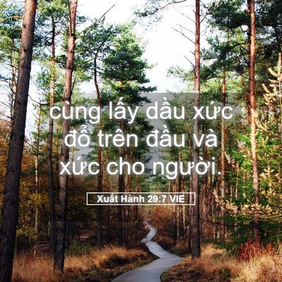Picture 05 - Xuất Hành 29:7 VIE - cùng lấy dầu xức đổ trên đầu và - Bible Verse Picture