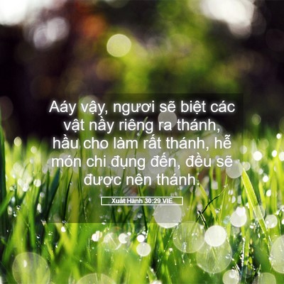 Picture 05 - Xuất Hành 30:29 VIE - Aáy vậy, ngươi sẽ biệt các vật nầy - Bible Verse Picture