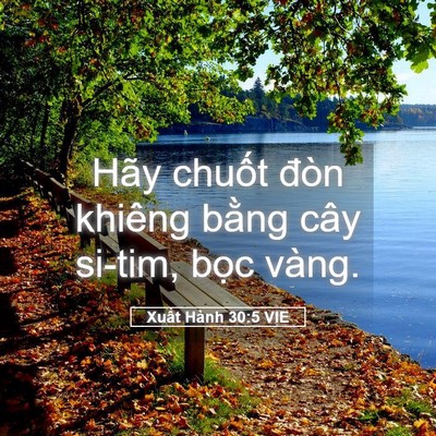 Picture 05 - Xuất Hành 30:5 VIE - Hãy chuốt đòn khiêng bằng cây si-tim, - Bible Verse Picture