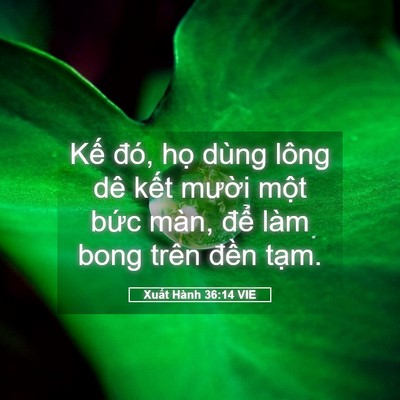 Picture 05 - Xuất Hành 36:14 VIE - Kế đó, họ dùng lông dê kết mười - Bible Verse Picture