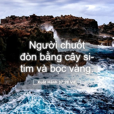 Picture 05 - Xuất Hành 37:28 VIE - Người chuốt đòn bằng cây si-tim và - Bible Verse Picture