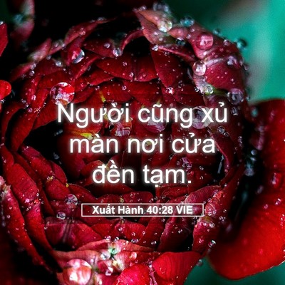 Picture 05 - Xuất Hành 40:28 VIE - Người cũng xủ màn nơi cửa đền - Bible Verse Picture