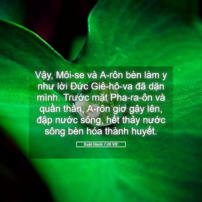 Picture 05 - Xuất Hành 7:20 VIE - Vậy, Môi-se và A-rôn bèn làm y như lời - Bible Verse Picture