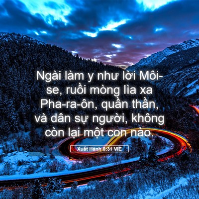 Picture 05 - Xuất Hành 8:31 VIE - Ngài làm y như lời Môi-se, ruồi mòng - Bible Verse Picture