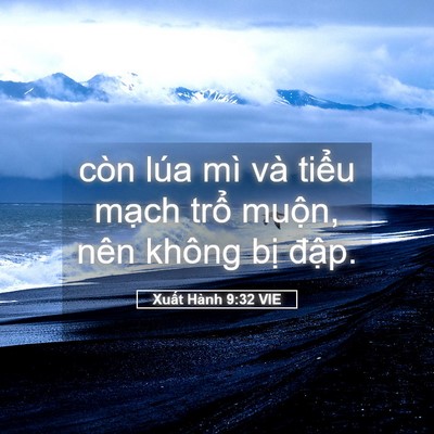 Picture 05 - Xuất Hành 9:32 VIE - còn lúa mì và tiểu mạch trổ muộn, - Bible Verse Picture