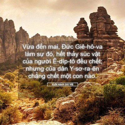 Picture 05 - Xuất Hành 9:6 VIE - Vừa đến mai, Đức Giê-hô-va làm sự - Bible Verse Picture