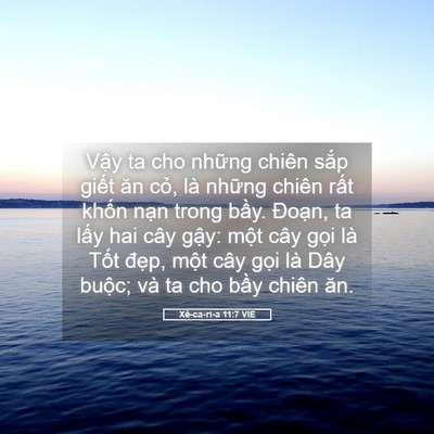 Picture 05 - Xê-ca-ri-a 11:7 VIE - Vậy ta cho những chiên sắp giết ăn - Bible Verse Picture