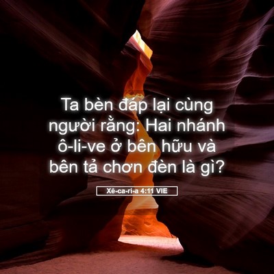 Picture 05 - Xê-ca-ri-a 4:11 VIE - Ta bèn đáp lại cùng người rằng: Hai - Bible Verse Picture