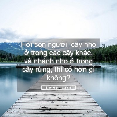 Picture 05 - Ê-xê-ki-ên 15:2 VIE - Hỡi con người, cây nho ở trong các cây - Bible Verse Picture