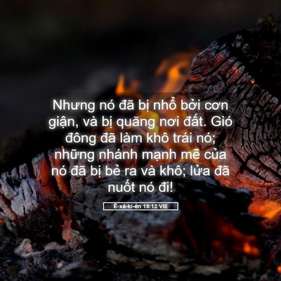 Picture 05 - Ê-xê-ki-ên 19:12 VIE - Nhưng nó đã bị nhổ bởi cơn giận, và - Bible Verse Picture
