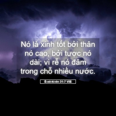 Picture 05 - Ê-xê-ki-ên 31:7 VIE - Nó là xinh tốt bởi thân nó cao, bởi - Bible Verse Picture