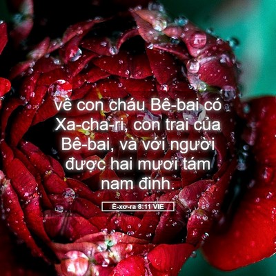 Picture 05 - Ê-xơ-ra 8:11 VIE - về con cháu Bê-bai có Xa-cha-ri, con trai - Bible Verse Picture