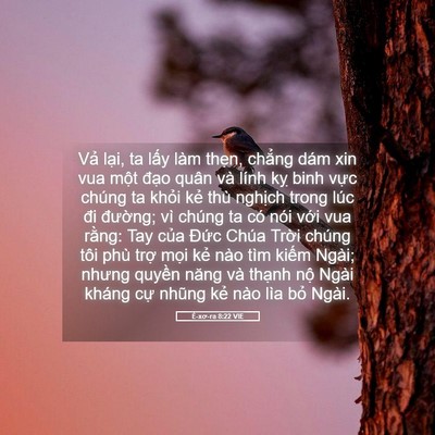 Picture 05 - Ê-xơ-ra 8:22 VIE - Vả lại, ta lấy làm thẹn, chẳng dám - Bible Verse Picture