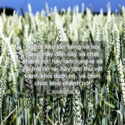 Picture 05 - Ða-ni-ên 4:14 VIE - Người kêu lớn tiếng và nói rằng: Hãy - Bible Verse Picture