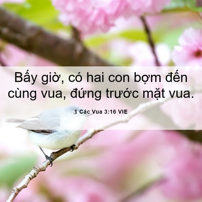 Picture 06 - 1 Các Vua 3:16 VIE - Bấy giờ, có hai con bợm đến cùng vua, - Bible Verse Picture