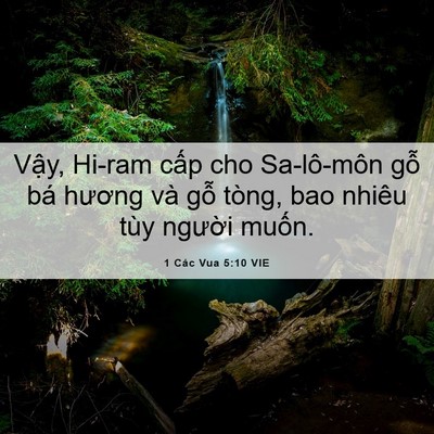 Picture 06 - 1 Các Vua 5:10 VIE - Vậy, Hi-ram cấp cho Sa-lô-môn gỗ bá - Bible Verse Picture