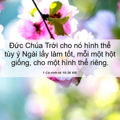 Picture 06 - 1 Cô-rinh-tô 15:38 VIE - Đức Chúa Trời cho nó hình thể tùy ý - Bible Verse Picture