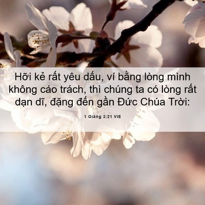 Picture 06 - 1 Giăng 3:21 VIE - Hỡi kẻ rất yêu dấu, ví bằng lòng - Bible Verse Picture