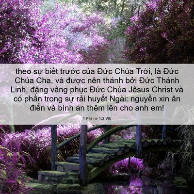 Picture 06 - 1 Phi-rơ 1:2 VIE - theo sự biết trước của Đức Chúa - Bible Verse Picture