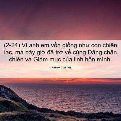 Picture 06 - 1 Phi-rơ 2:25 VIE - (2-24) Vì anh em vốn giống như con chiên - Bible Verse Picture