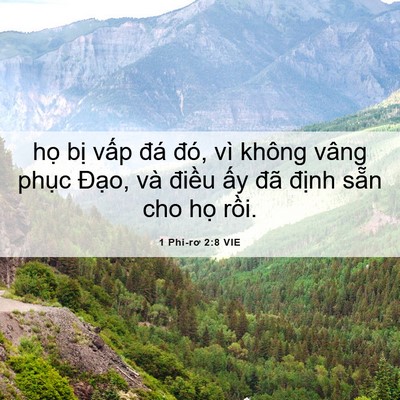 Picture 06 - 1 Phi-rơ 2:8 VIE - họ bị vấp đá đó, vì không vâng - Bible Verse Picture